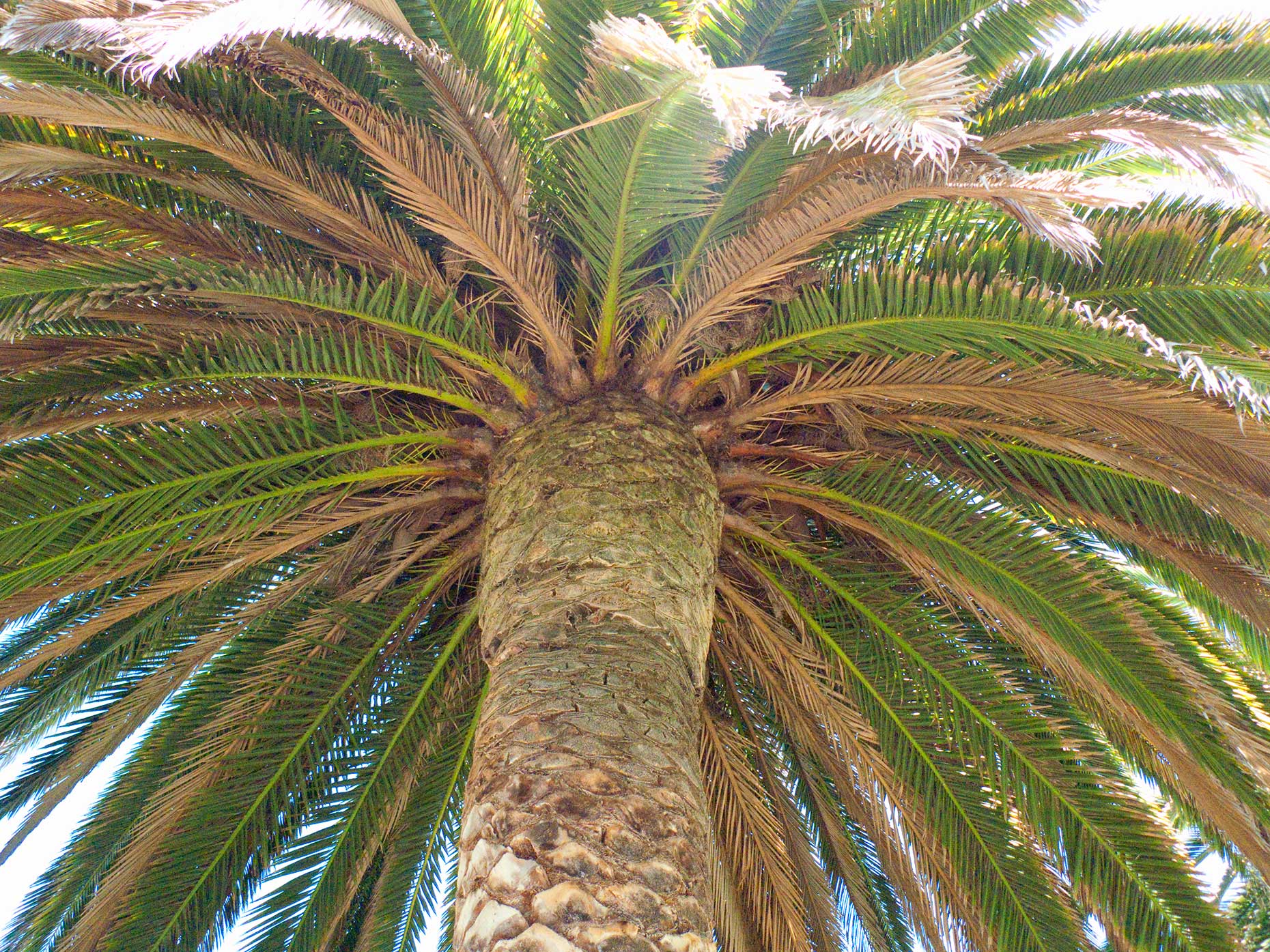 King-Palm
